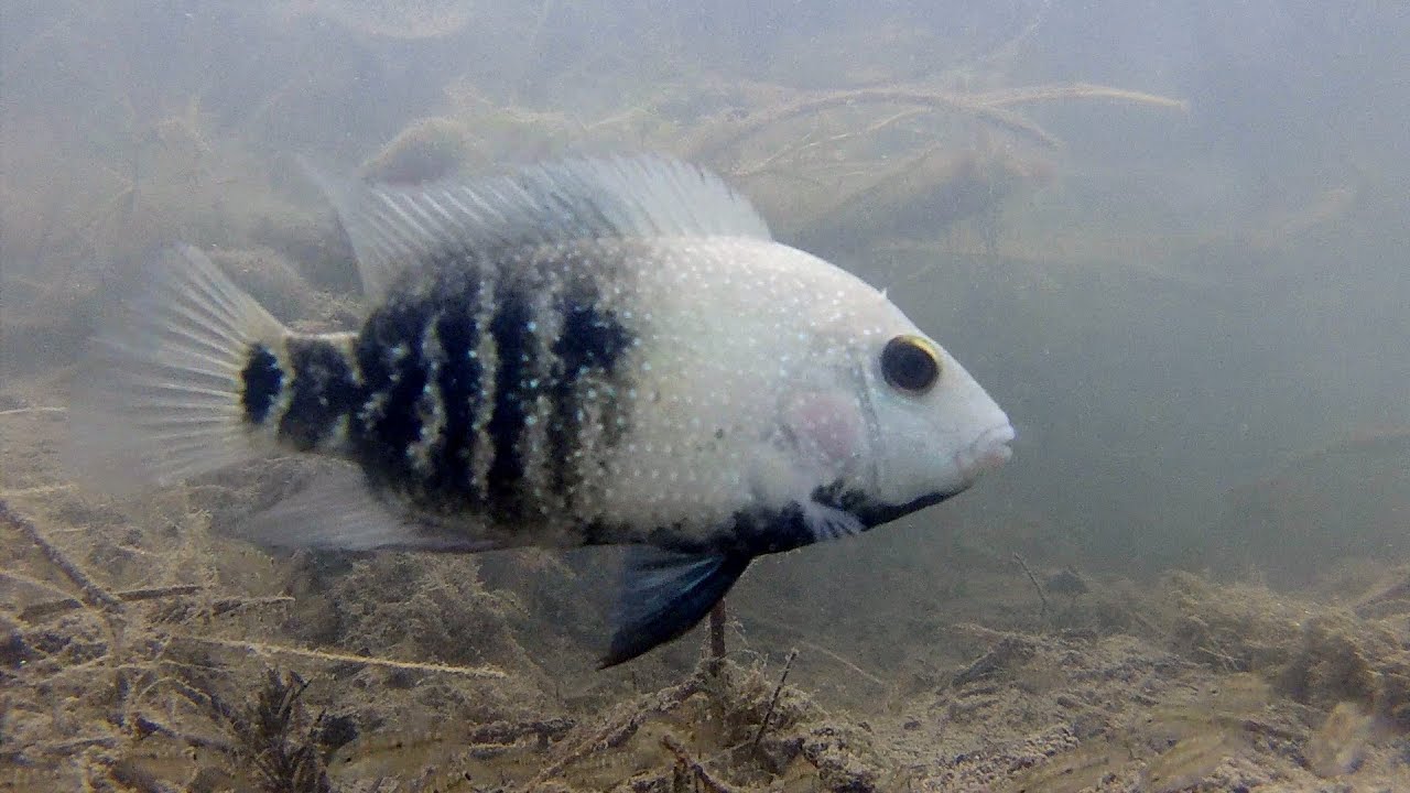 stunning Texas Cichlid pair in the wild, protecting fry