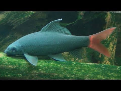 [HD] My three Red-tailed black sharks / Feuerschwanz Fransenlipper [6/6]