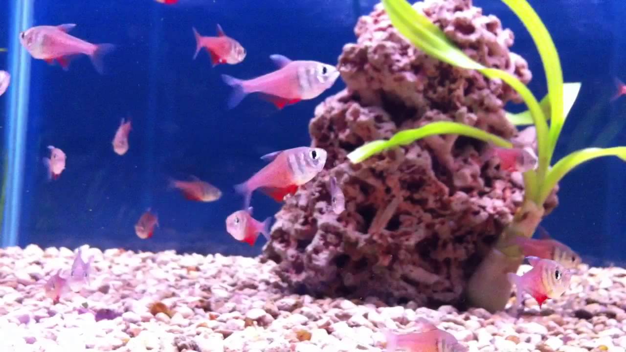 Тетра фон рио (Hyphessobrycon flammeus)