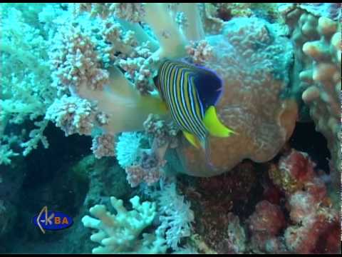 Рыба-ангел королевская. Royal angelfish (Pygoplites diacanthus)