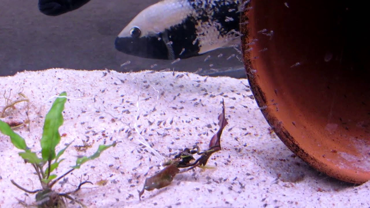 Herichthys pantostictus rio panuco spawn number 2