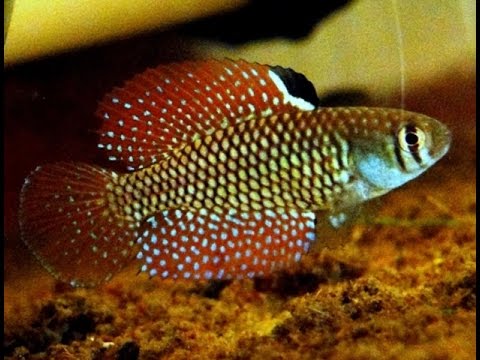 Spectrolebias reticulatus