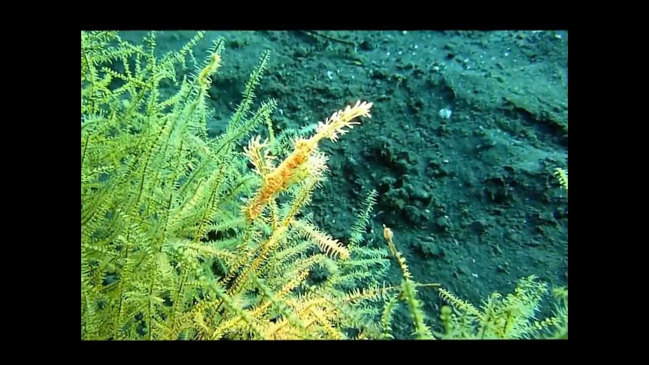 Geisterpfeifenfisch - Ghost Pipefish