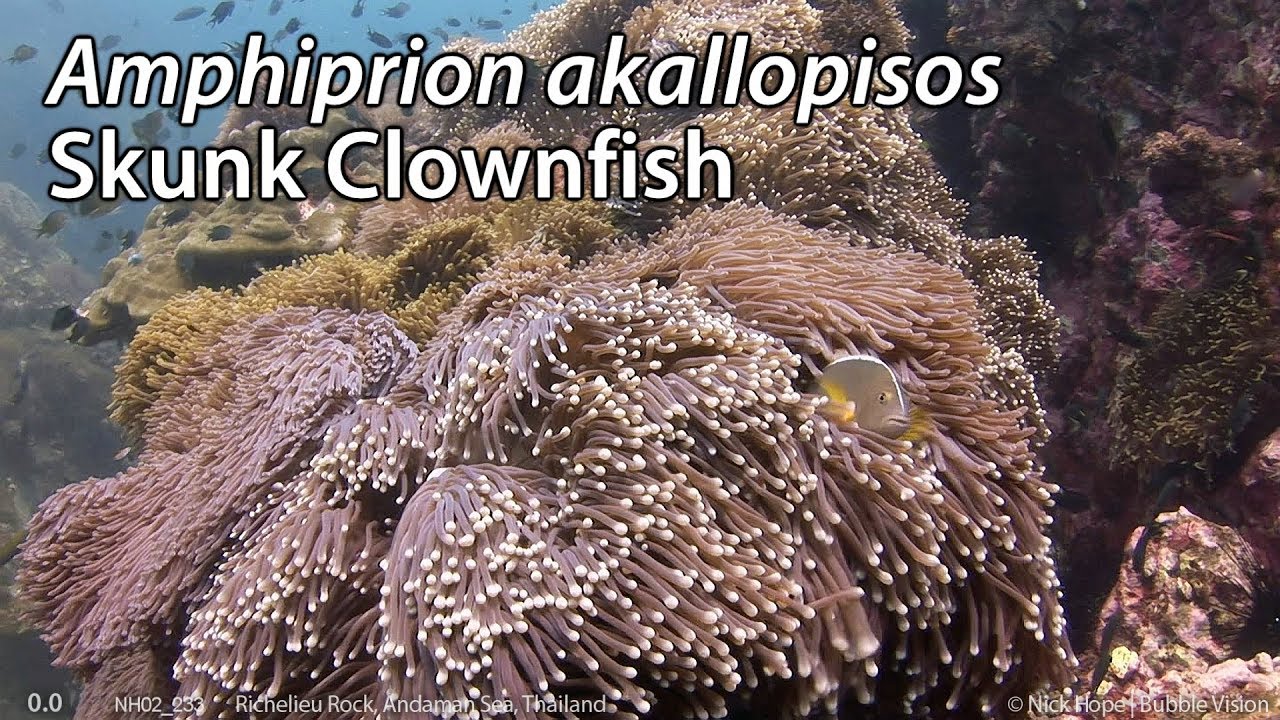 Skunk Clownfish (Amphiprion akallopisos) Stock Footage - HDV 1080-50i