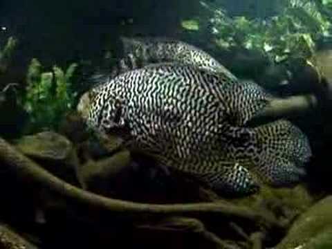 Parachromis managuensis lake Managua (XXXL) Jaguar cichlid