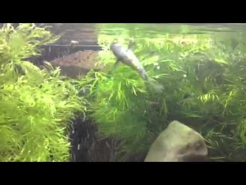 Scleromystax Barbatus spawning