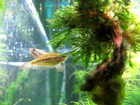 trichopsis pumilus mate.avi