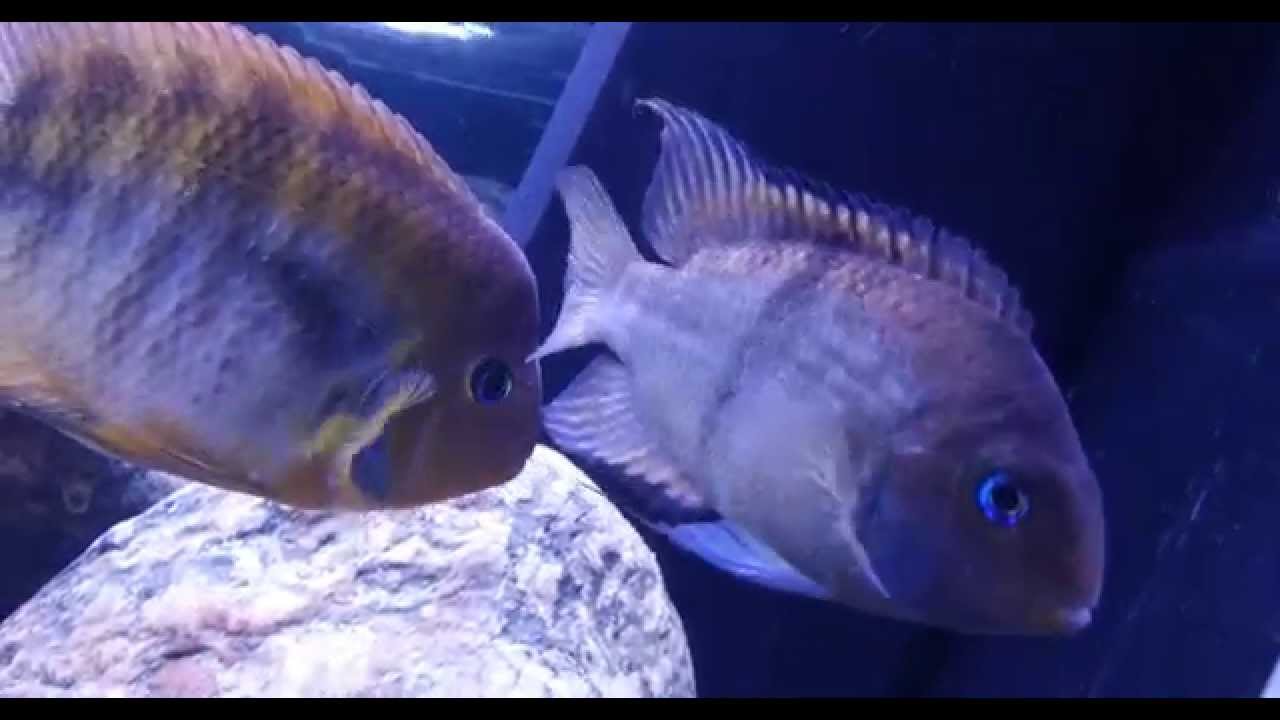 Cryptoheros Sajica pair