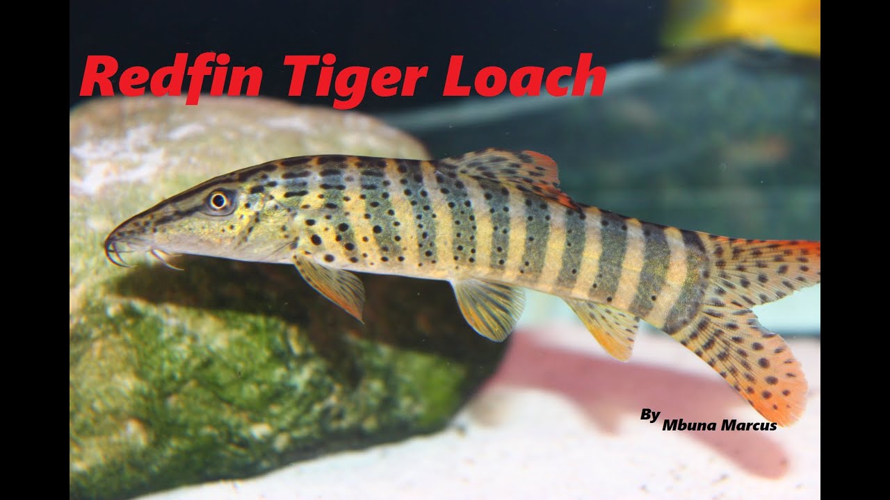 COOL FISH | REDFIN TIGER LOACH "Syncrossus berdmorei"