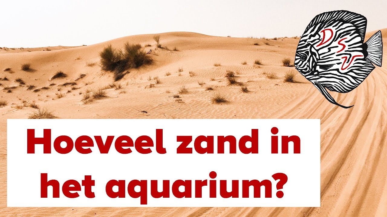 Bodem AQUARIUM INRICHTEN: hoeveel zand nodig? EENVOUDIGE berekening | Aquarium Sunshine Valley