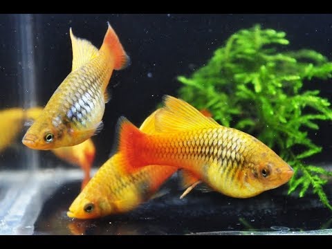 Xiphophorus variatus sunset