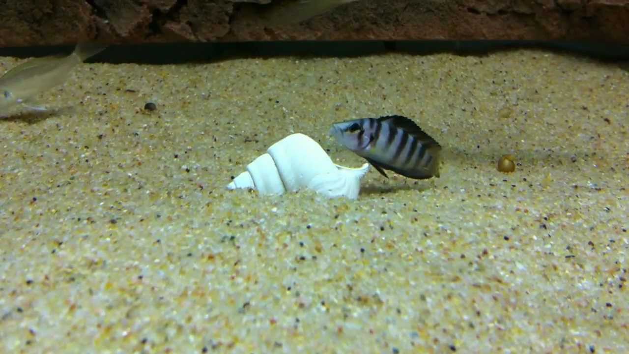 Altolamprologus compressiceps sp. shell Sumbu - PISCES