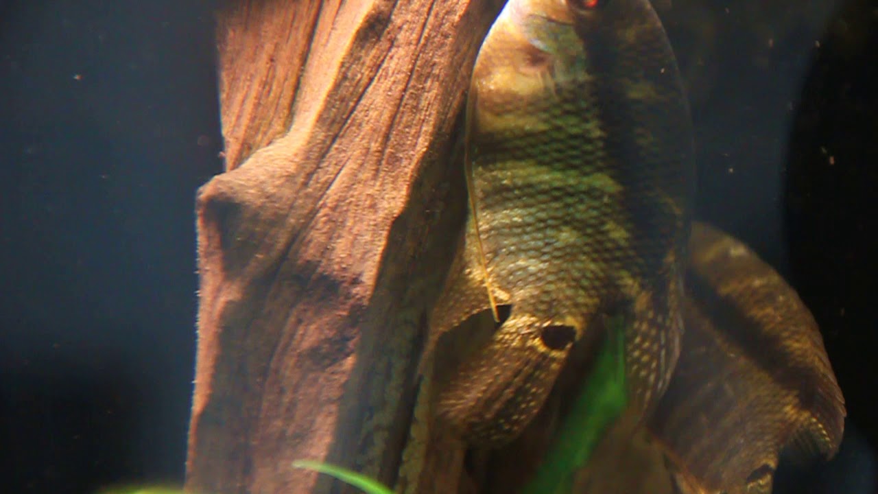 Mesonauta guyanae spawning