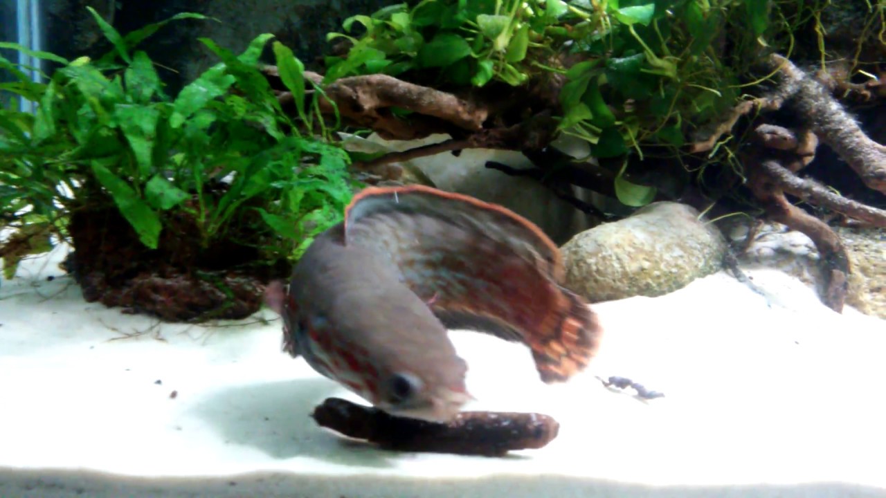 Channa Bleheri Pair - New Tank