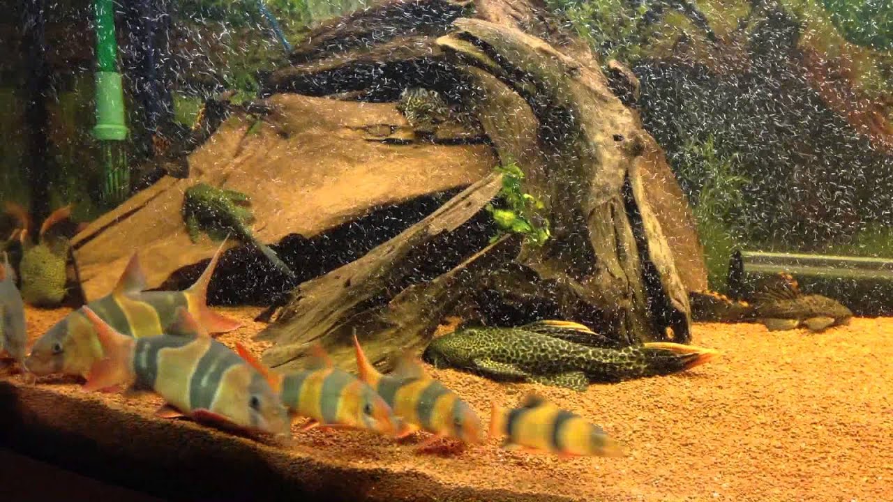 Clown Loachs clowning about