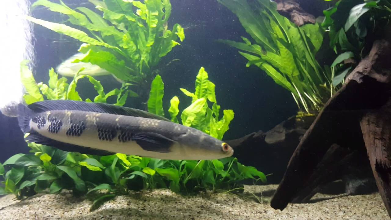 Channa Marulioides aka Emperor