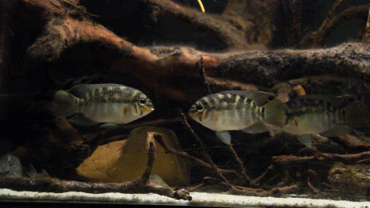 Krobia xinguensis pair with their neighbor.