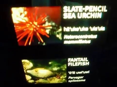 Pervagor spilosoma - Forcipiger flavissimus - Centropyge potteri @ Waikiki Aquarium 2015