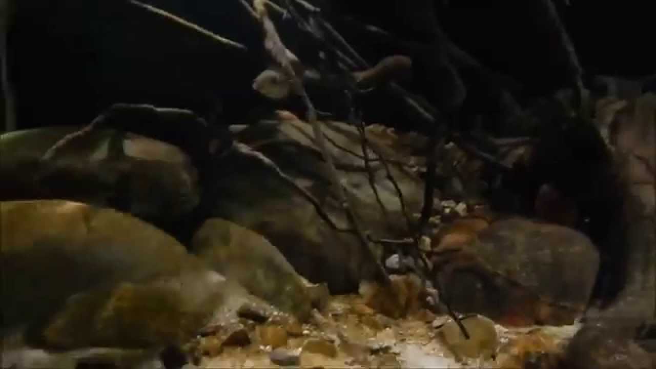 Cryptoheros myrnae 200 L cz.1