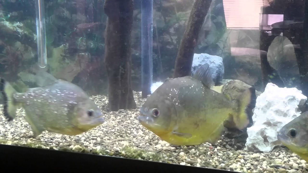 Serrasalmus Maculatus