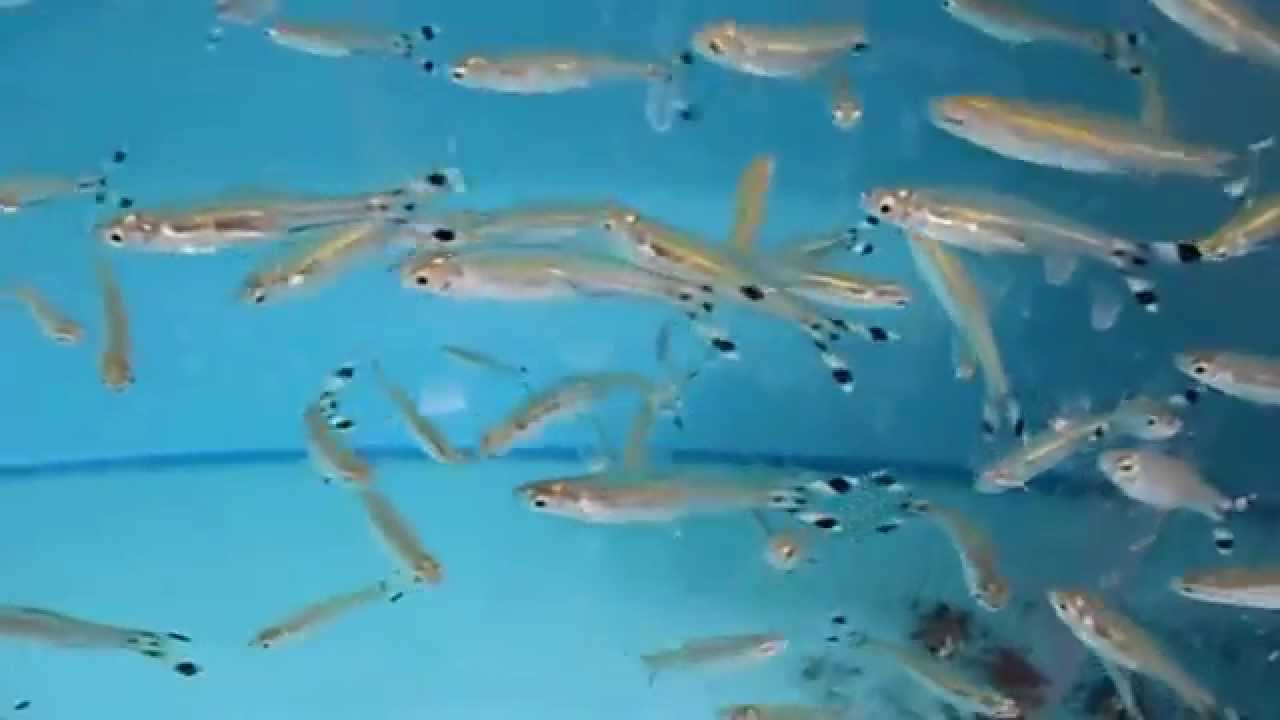 Rasbora trilineata