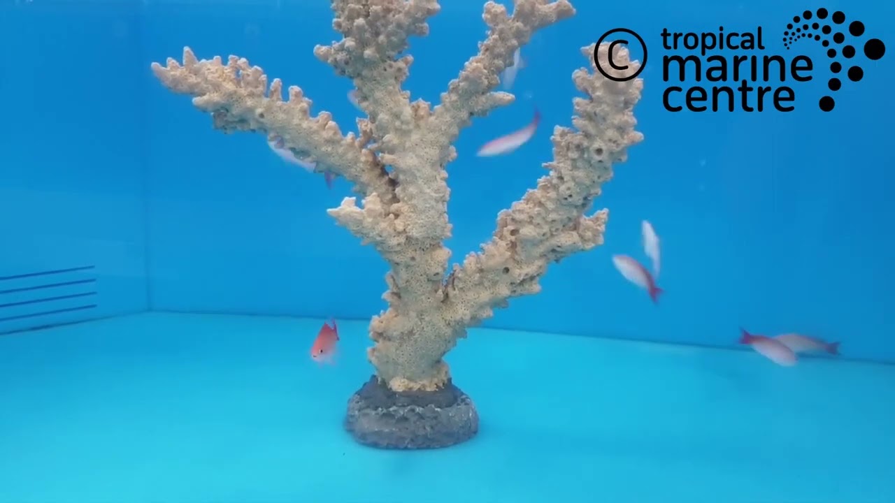 Bleeding Heart Anthias, Pseudanthias cooperi