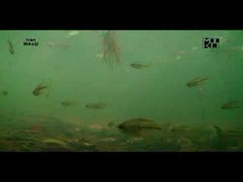 Moenkhausia pittieri, Diamond Tetras in their natural habitat