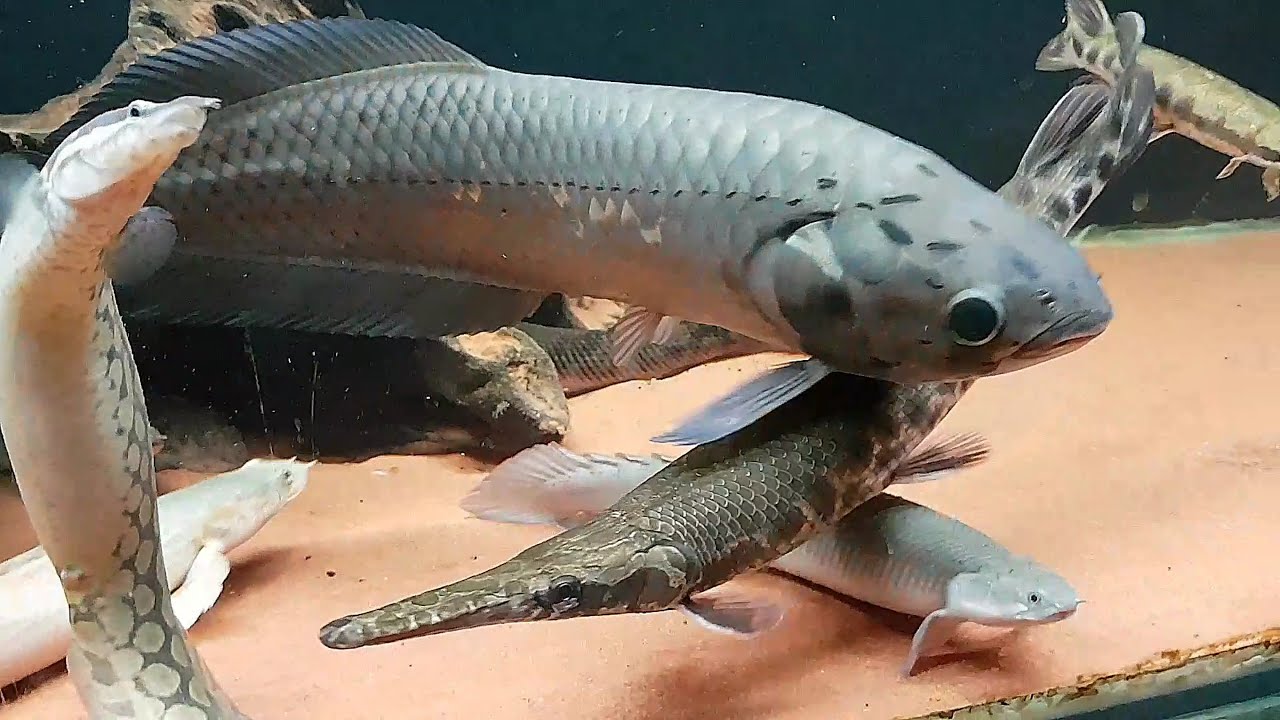 African Arowana (Heterotis niloticus)