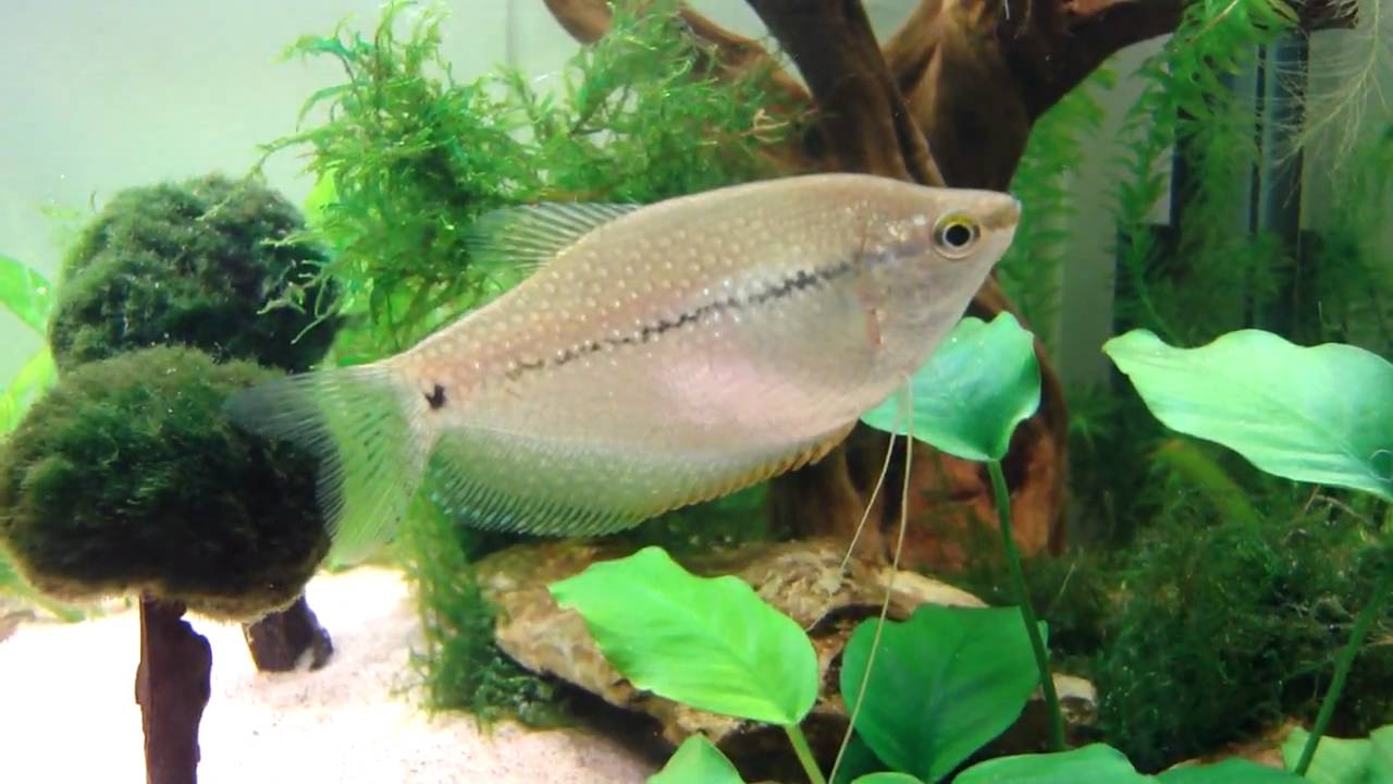 Pearl Gourami (Trichogaster leerii) - Perlegurami