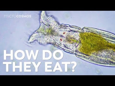 How Microscopic Hunters Get Their Lunch