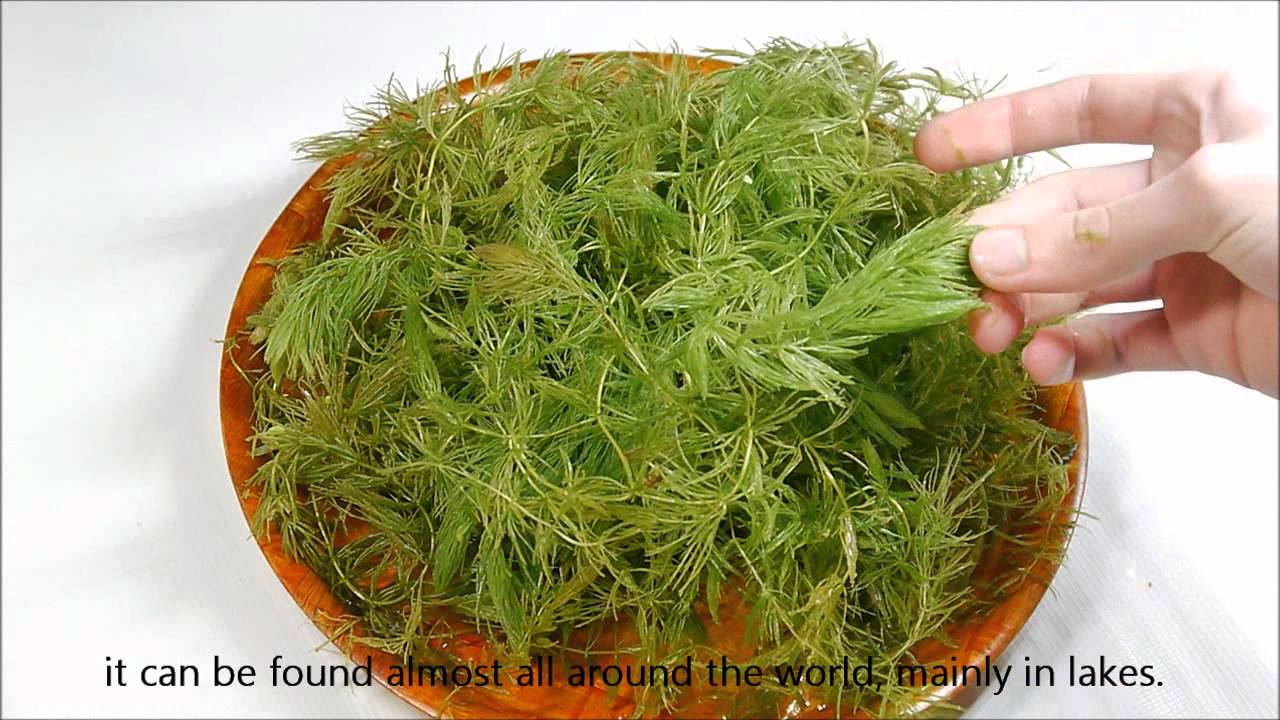 Danio erythromicron from Inle Lake EN/PL [HD]