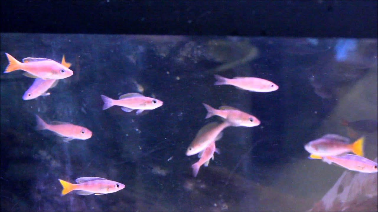 Cyprichromis Leptosoma "Utinta"