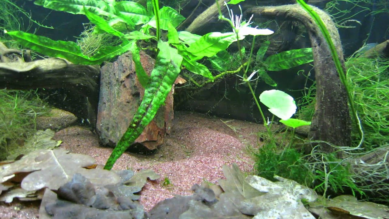 Channa punctata in their new tank. Snakeheads - Schlangenkopffische