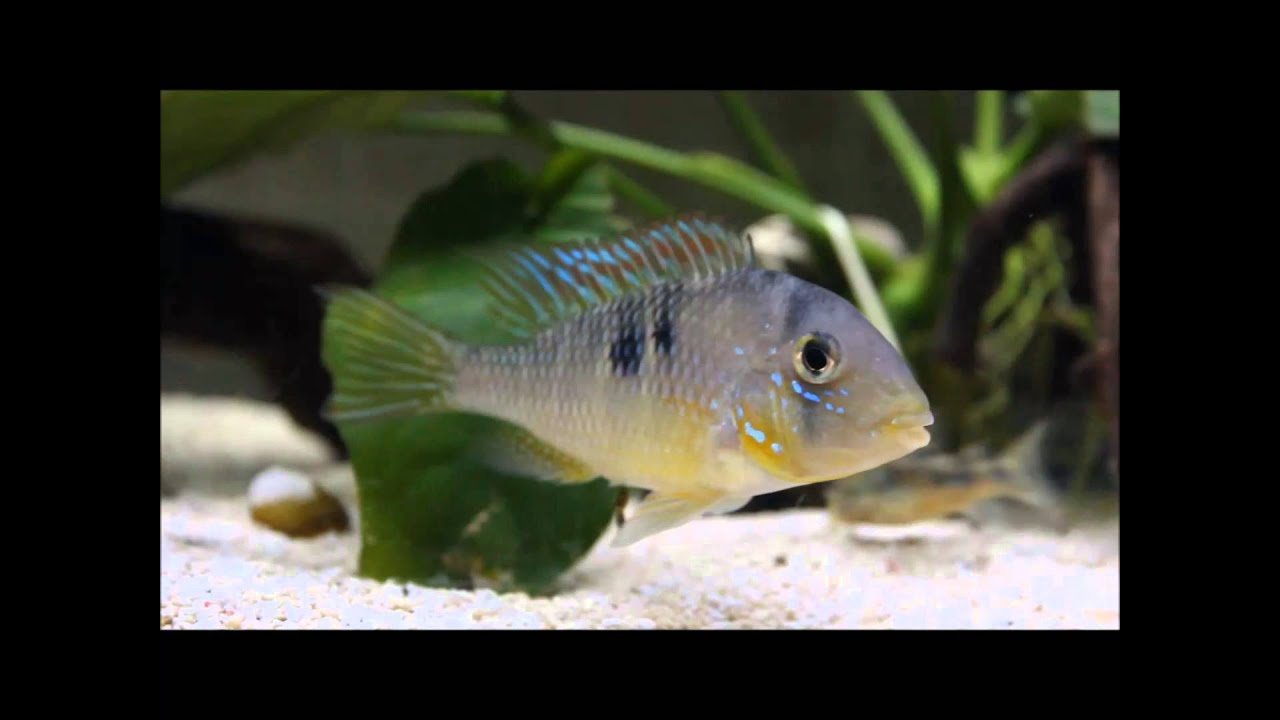 Gymnogeophagus labiatus, Rio Olimar