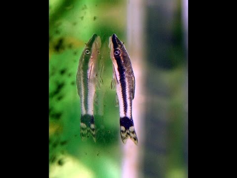 Otocinclus (Otocinclus vestitus) v/s Brown Algae (Diatoms)