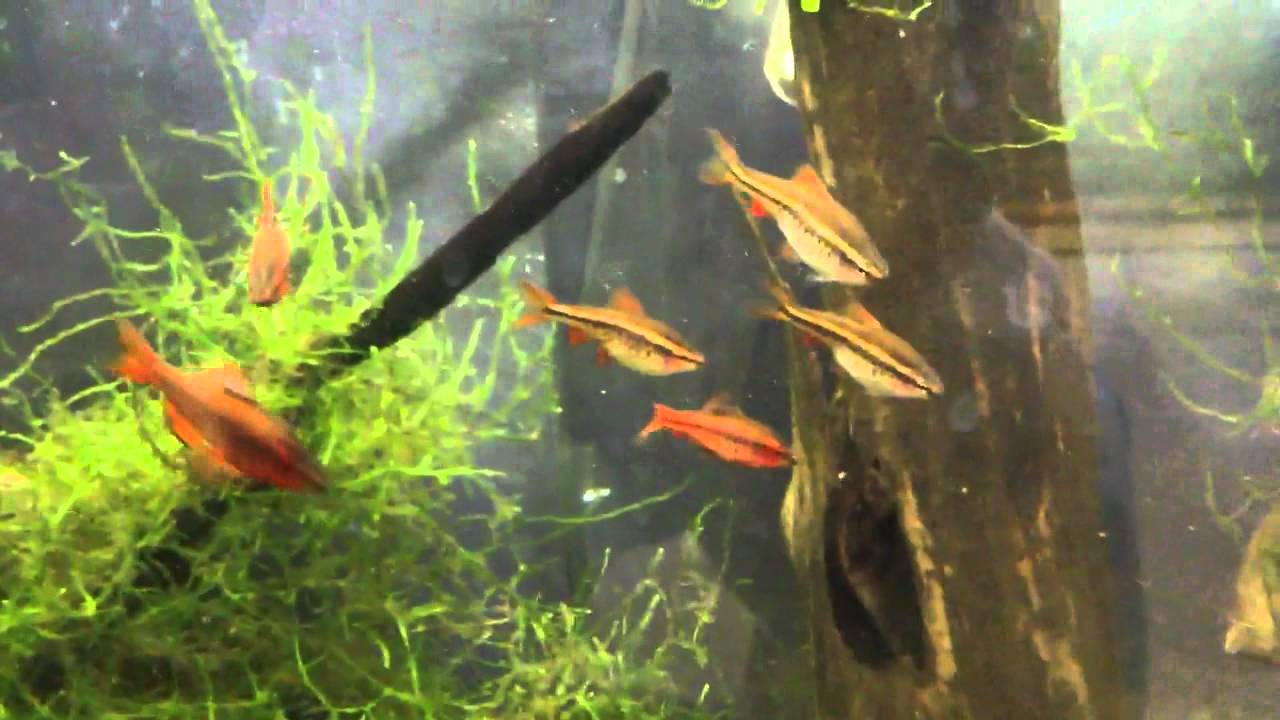 Species Profile # 6: The Cherry Barb (Punitius titteya)