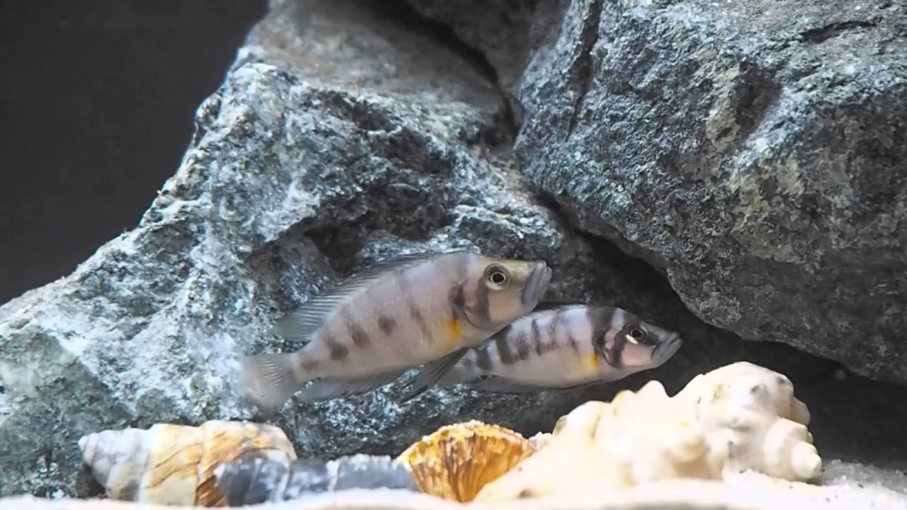 Altolamprologus compressiceps "sumbu shell"