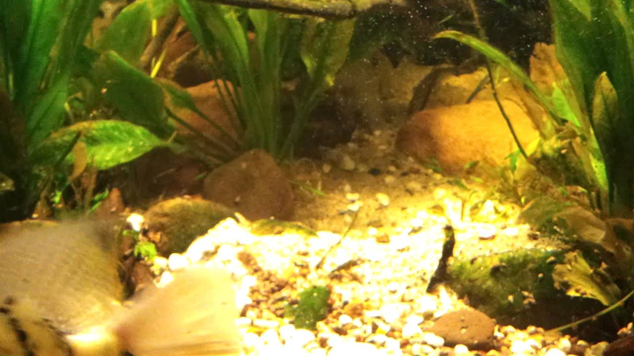 Herichthys pearsei mit Gelege