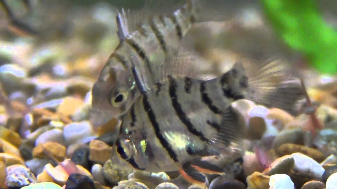 Black Banded Sunfish (Enneacanthus chaetodon) for sale at Tyne Valley Aquatics