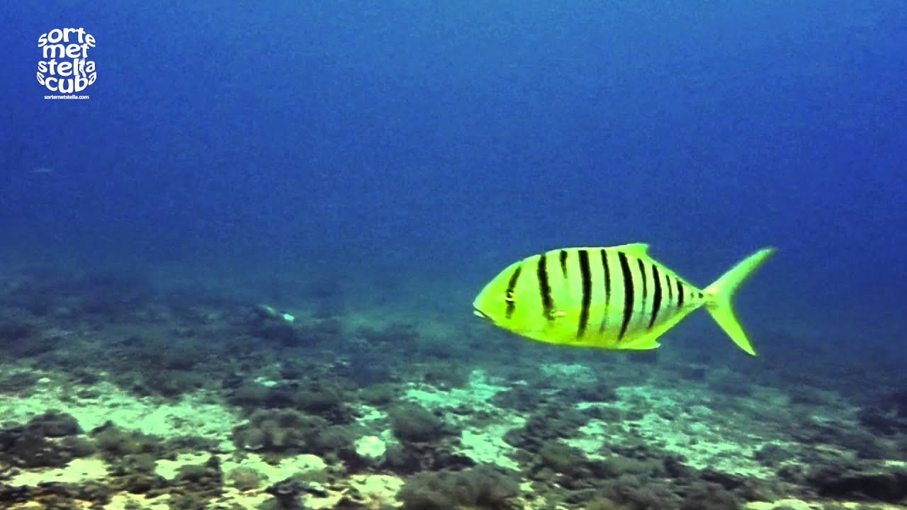 Golden Stripe Trevally (Gnathanodon speciosus)