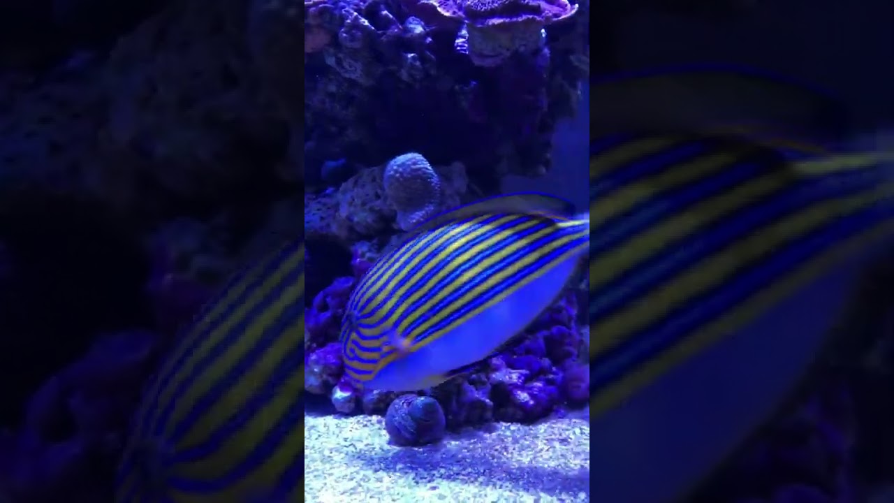 This is where Acanthurus lineatus - a marine aquarium - proves