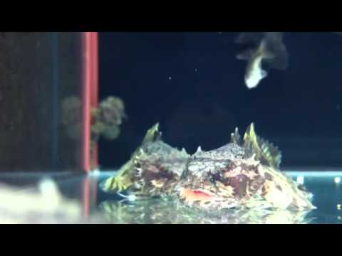 Freshwater Toadfish (Allenbatrachus grunniens)