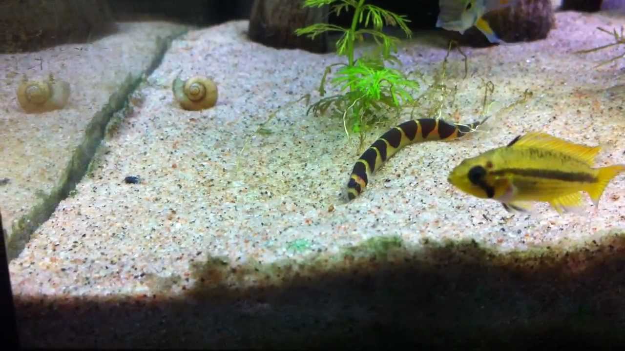 Coolie Loach searching for food (Pangio kuhlii)