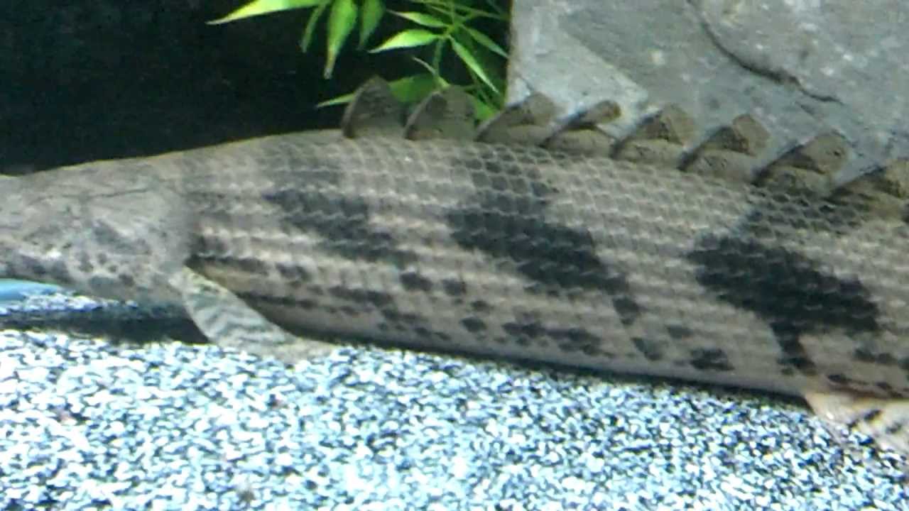 21 inches Monster Polypterus Endlicheri Bichir