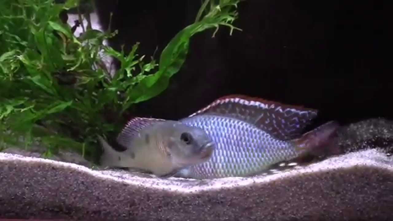 Otopharinx tetrastigma Spawn