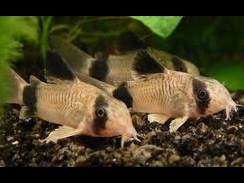 corydoras panda - cardinalis