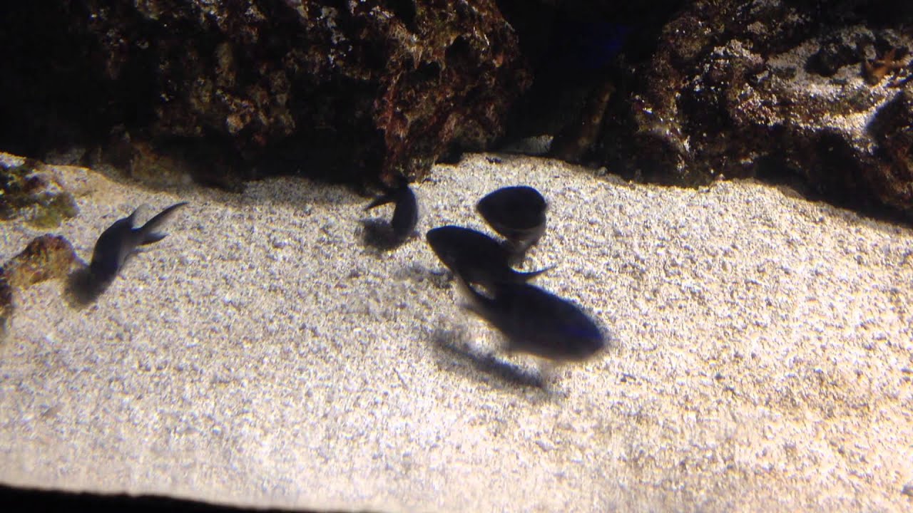 Blue Chromis (Chromis cyanea) Spawning in the sand