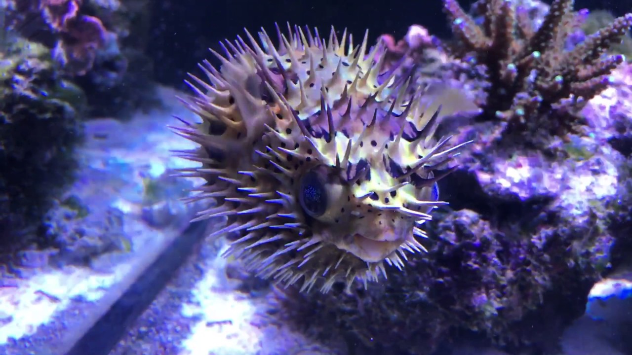 Igelfisch (Diodon holocanthus)