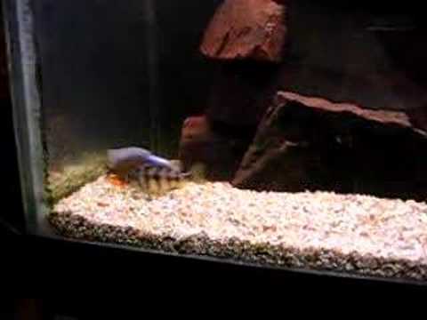 taiwan reef breeding