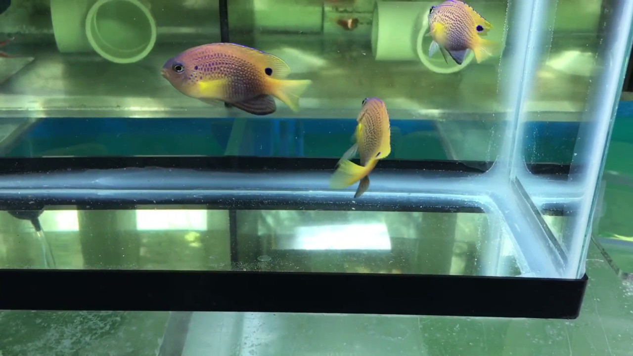 Princess Damsel Trio 😍